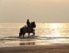 Pferd im Meer